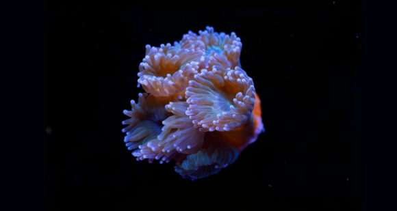 THZ Image cb 01