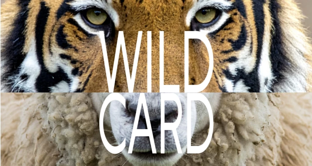 Grafik mit einer geteilten Nahaufnahme: Oben blickt ein Tiger direkt in die Kamera, unten ist das Gesicht eines Schafs zu sehen. Über beide Bildhälften steht in grossen weissen Buchstaben der Schriftzug «WILD CARD».